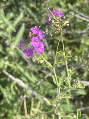 Commicarpus pentandrus