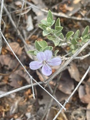 Barleria virgula