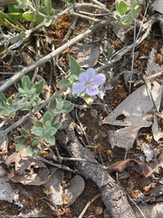 Barleria virgula
