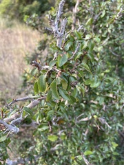 Ochna inermis