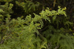 Grevillea acanthifolia
