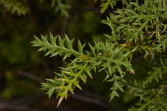 Grevillea acanthifolia