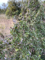 Ochna inermis