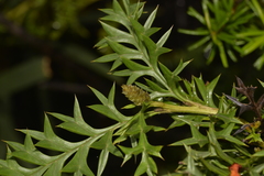 Grevillea acanthifolia