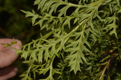 Grevillea acanthifolia