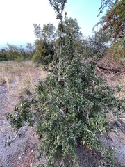 Ochna inermis