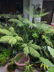 Pteris tripartita
