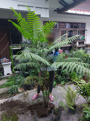 Pteris tripartita