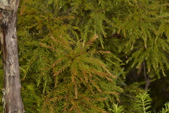 Persoonia acerosa
