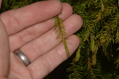 Persoonia acerosa
