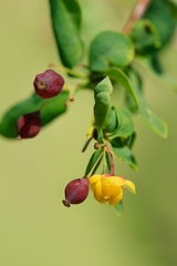 Berberis sphaerocarpa