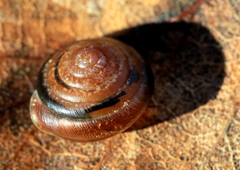 Perforatella bidentata