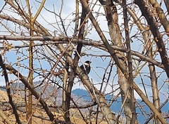 Turdus albocinctus