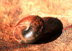 Perforatella bidentata