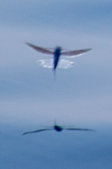 Cheilopogon