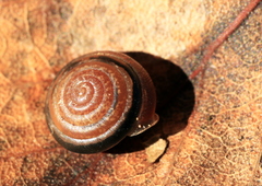 Perforatella bidentata