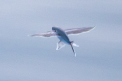 Cheilopogon