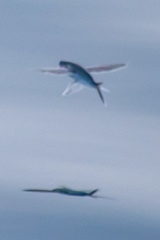 Cheilopogon
