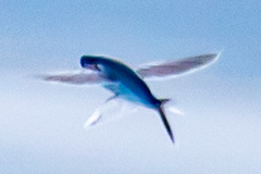 Cheilopogon