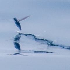 Cheilopogon
