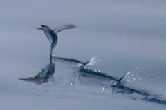 Cheilopogon