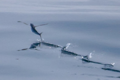 Cheilopogon