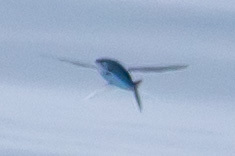 Cheilopogon