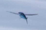 Cheilopogon