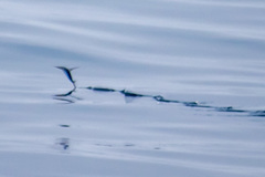 Cheilopogon