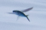 Cheilopogon
