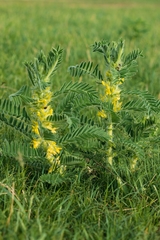Astragalus sieversianus