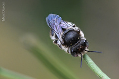 Pseudoanthidium