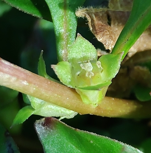 Ludwigia palustris iNat (2)