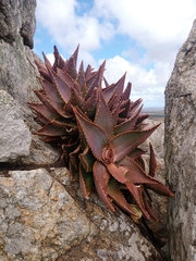 Aloe perfoliata