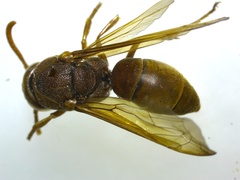 Antodynerus limbatus