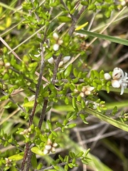 Cryptandra propinqua