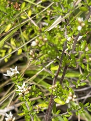 Cryptandra propinqua