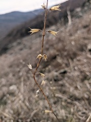 Stachys angustifolia