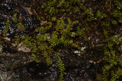Epacris muelleri