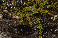 Epacris muelleri