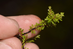 Epacris muelleri