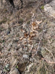 Salvia tomentosa