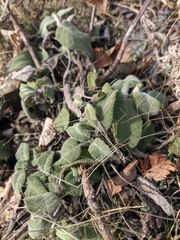 Salvia tomentosa