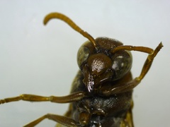 Antodynerus limbatus
