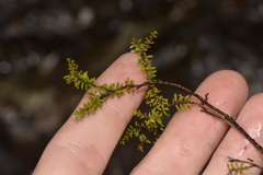 Epacris muelleri