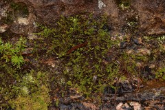 Epacris muelleri