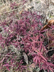 Veronica capsellicarpa