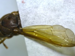 Antodynerus limbatus