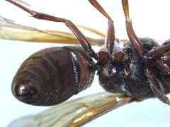 Antodynerus limbatus