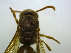 Antodynerus limbatus